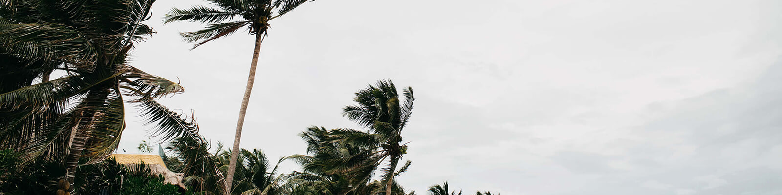 Sturm am Strand mit Palmen